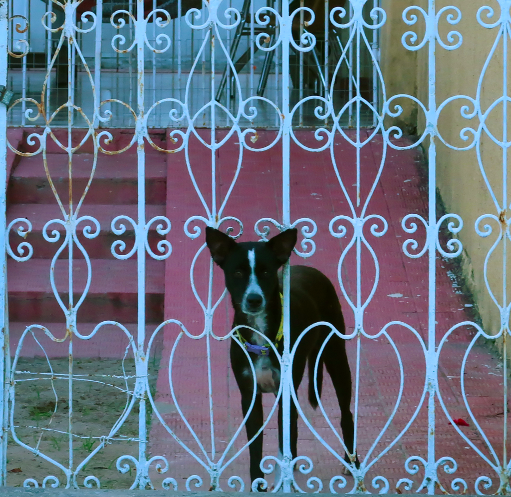A imagem mostra um cachorro preto com uma mancha branca no rosto e no peito, olhando através de um portão de metal branco com padrões decorativos.